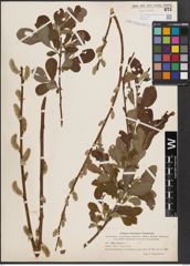 Foto von Salix cinerea L.